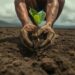 Close-up of hands planting a young tree seedling in dry soil.
